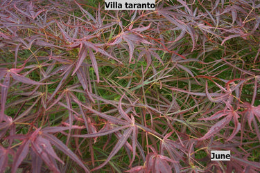 Acer palmatum 'Villa taranto' Thread Leaf Japanese Maple - Maple Ridge Nursery